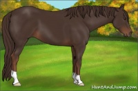 Horse Color:Liver Chestnut