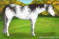 Horse Color:White Spotted Liver Chestnut 