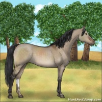 Horse Color:Brown Dun