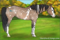 Horse Color:White Spotted Bay Dun Splash Rabicano 