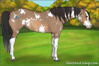 Horse Color:White Spotted Bay Dun Splash 