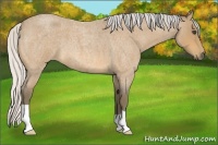 Horse Color:Silver Buckskin Roan 