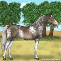 Horse Color:White Spotted Liver Chestnut Mushroom Sabino 