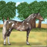 Horse Color:White Spotted Liver Chestnut Mushroom Sabino 