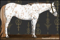 Horse Color:White Spotted Chestnut Pearl Near Leopard 