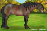 Horse Color:Brown Appaloosa Rabicano 