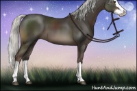 Horse Color:Liver Chestnut Mushroom Sabino Splash 