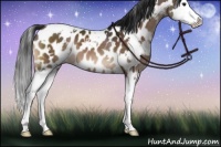 Horse Color:White Spotted Brown Splash Appaloosa 