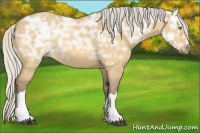 Horse Color:Silver Buckskin Ice Dun