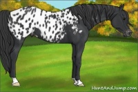 Horse Color:Black Appaloosa