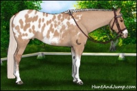 Horse Color:Silver Bay Dun Sabino Tobiano Frame Appaloosa Rabicano