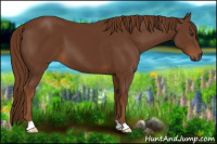 Horse Color:Gray Chestnut 
