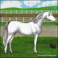 Horse Color:Liver Chestnut Appaloosa 