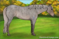 Horse Color:Silver Blue Roan 