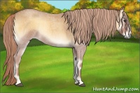 Horse Color:Palomino Roan Onyx 