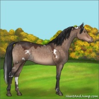 Horse Color:White Spotted Brown Dun 
