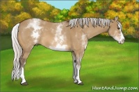 Horse Color:White Spotted Silver Bay Dun Splash 