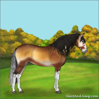 Horse Color:Gray Buckskin Onyx Splash 