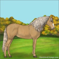 Horse Color:Palomino