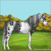 Horse Color:White Spotted Black Splash 