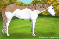 Horse Color:Red Dun Splash