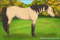 Horse Color:Buckskin Dun