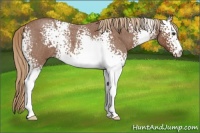 Horse Color:White Spotted Red Roan 