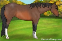 Horse Color:Bay Roan