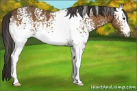 Horse Color:White Spotted Buckskin 