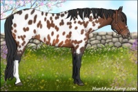 Horse Color:Bay Appaloosa 