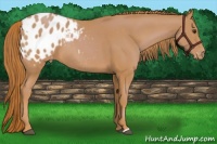 Horse Color:Chestnut Appaloosa 