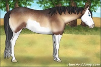 Horse Color:Bay Onyx Splash Rabicano
