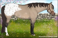 Horse Color:Brown Dun Appaloosa 