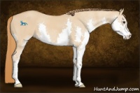 Horse Color:Red Dun Splash 