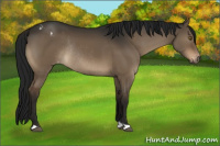 Horse Color:Gray Brown Dun Varnish Rabicano 