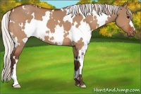 Horse Color:White Spotted Silver Bay Dun Appaloosa 