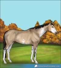 Horse Color:Gray Bay Dun Sabino Rabicano