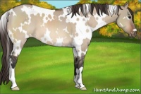 Horse Color:White Spotted Bay Roan Dun Appaloosa 