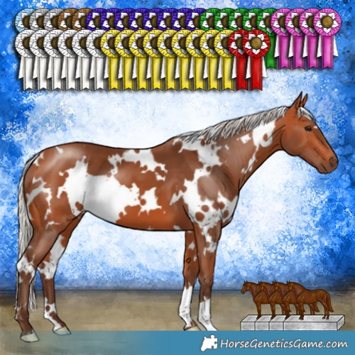 Horse Color:White Spotted Silver Bay