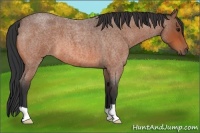 Horse Color:Bay Roan 