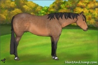 Horse Color:Buckskin 