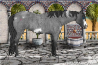 Horse Color:White Spotted Blue Roan Frame 