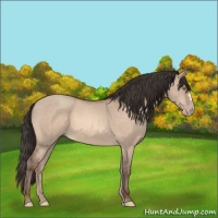 Horse Color:Sable Champagne Dun 