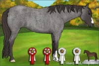 Horse Color:Smoky Blue Roan 
