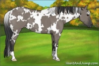Horse Color:White Spotted Grullo