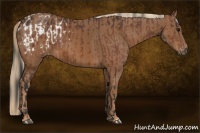 Horse Color:Bay Appaloosa  and Chestnut 