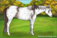 Horse Color:White Spotted Liver Chestnut Varnish 