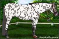 Horse Color:Grullo Roan Near Leopard 