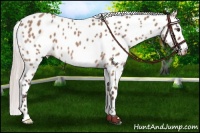 Horse Color:Silver Brown Roan Dun Leopard 