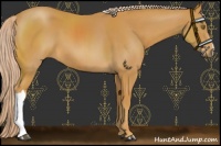 Horse Color:Palomino